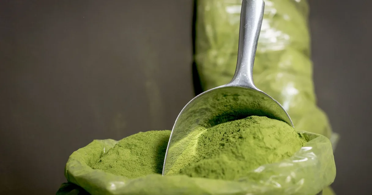 Colher de aço cheia de pó verde de suplemento dentro de um pote